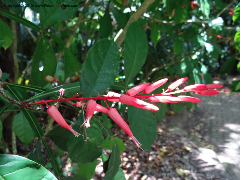 Quassia amara--Australia. Queensland. Cairns B. G. DSC09035 (102).JPG