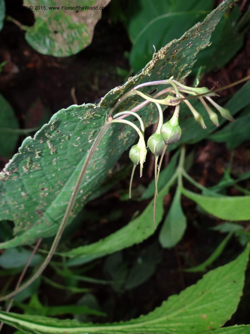 Tetranema gamboanum, Hammel 26109--Costa Rica. Road into Ranchos Tinamu. 3 Mar 2012. DSC03548 (123).JPG