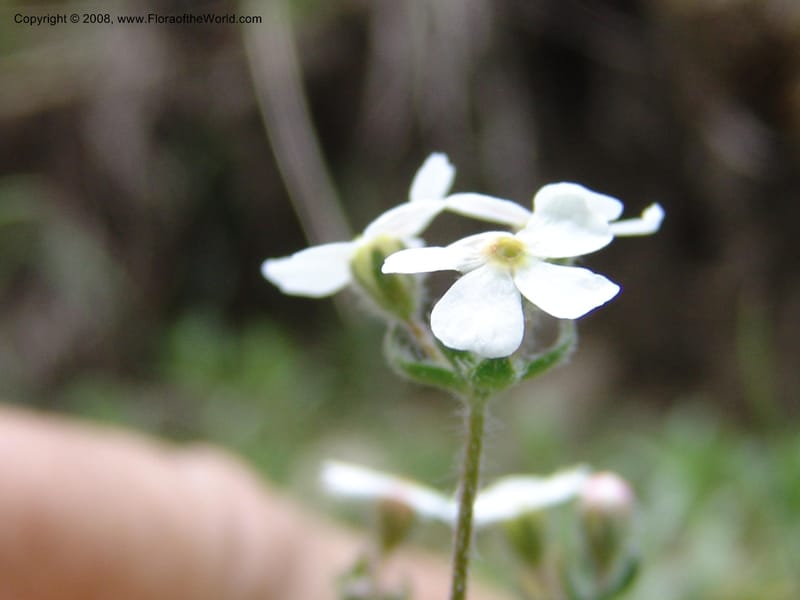 Androsace villosa--Georgia. Kazbeki . Trail-road to Sameba Church. 2 Jun 05. 161.jpg