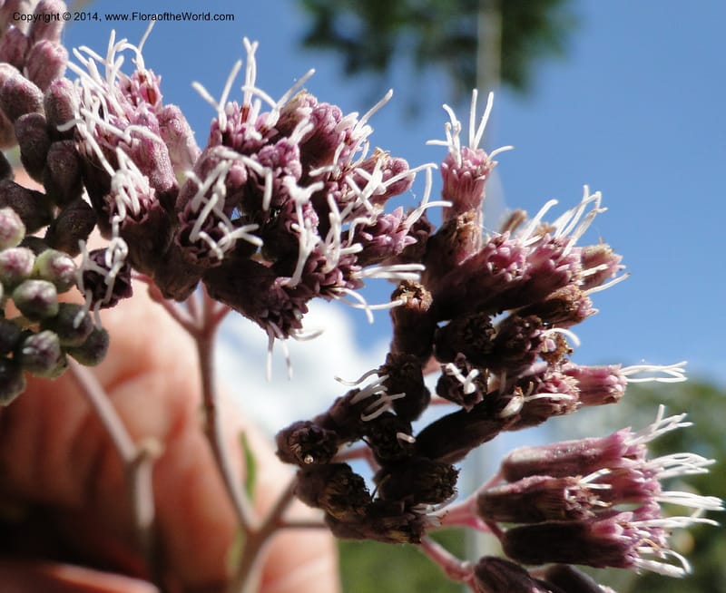 Eupatorium multicrenulatum, Stevens, W. D 31123, Amambay, 16 Mar 2011 1678 (10).JPG