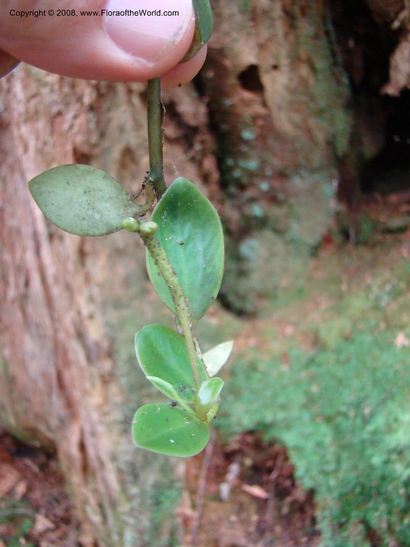 Peperomia, JMunzinger4870--New Caledonia. Plateau de Dogny. 19 Nov 07. 481.jpg