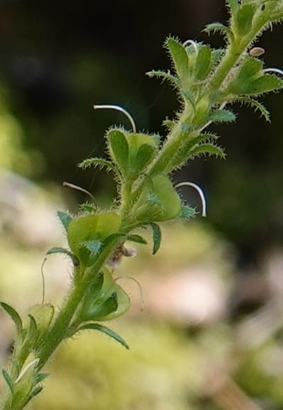 Veronica officinalis, C. Davidson 13799--ID. Latah Co. FSR 447. 7 Jul 2018. DSC05707 (132).JPG
