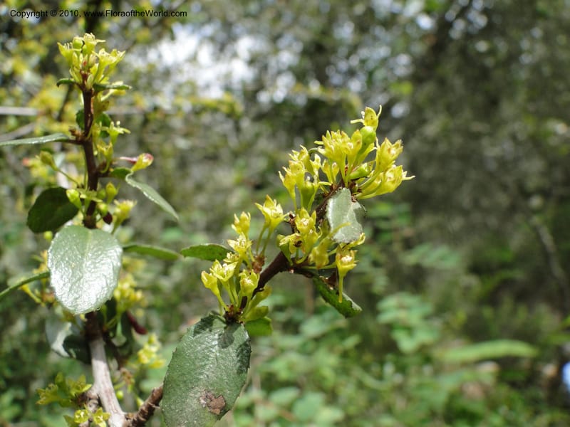 Rhamnus crocea, C. Davidson 11726--California. Santa Barbara Co. 4 April 2010 155 (3).jpg