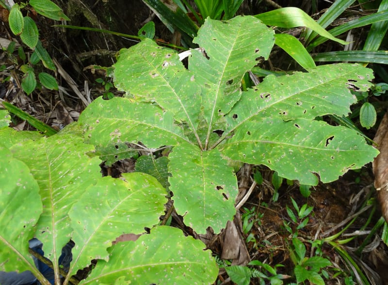 Plerandra insolita, Plunkett, G 3186--Fiji. Waisali Rainf. Reserve. 4 Nov 2015. DSC08848 (238).JPG