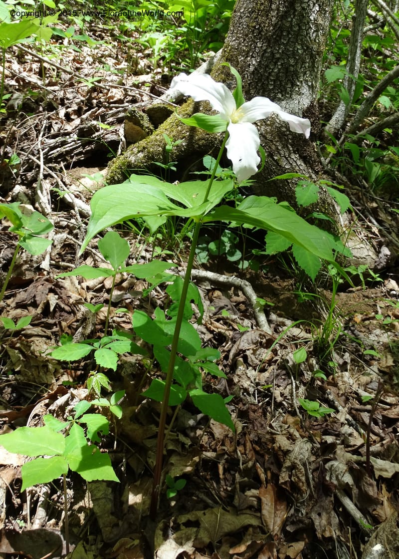 Trillium grandiflorum, Davidson, C 12998--North Carolina. Macon Co. Standing Indian. 14 May 2015. DSC05212 (221).JPG