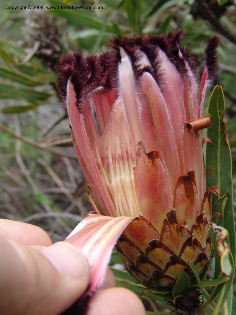 Protea neriifolia--So.Africa. E. Cape. Van Stadens Wildfl. Res.. 6 Mch 05. 105.jpg