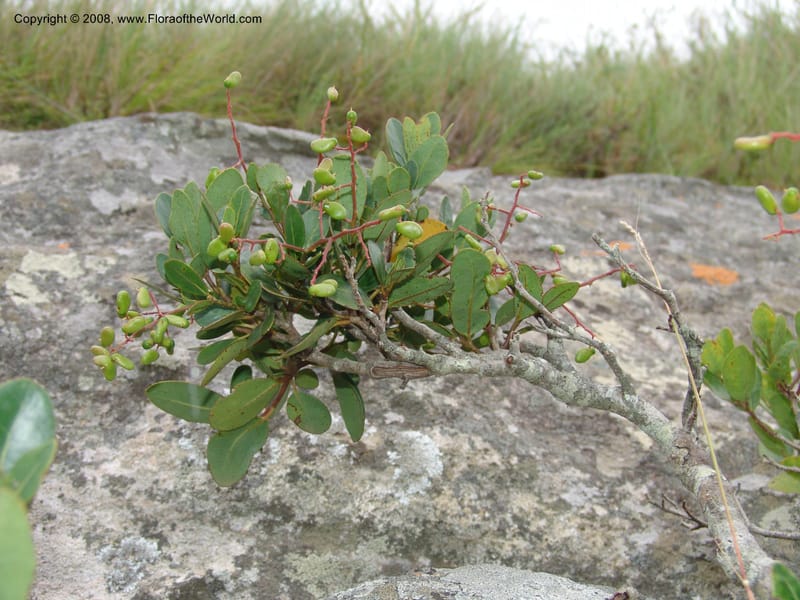Apodytes abbottii--So.Africa. E. Cape. Umtamvuna Nat. Res. 11 Mch 05. 005.jpg