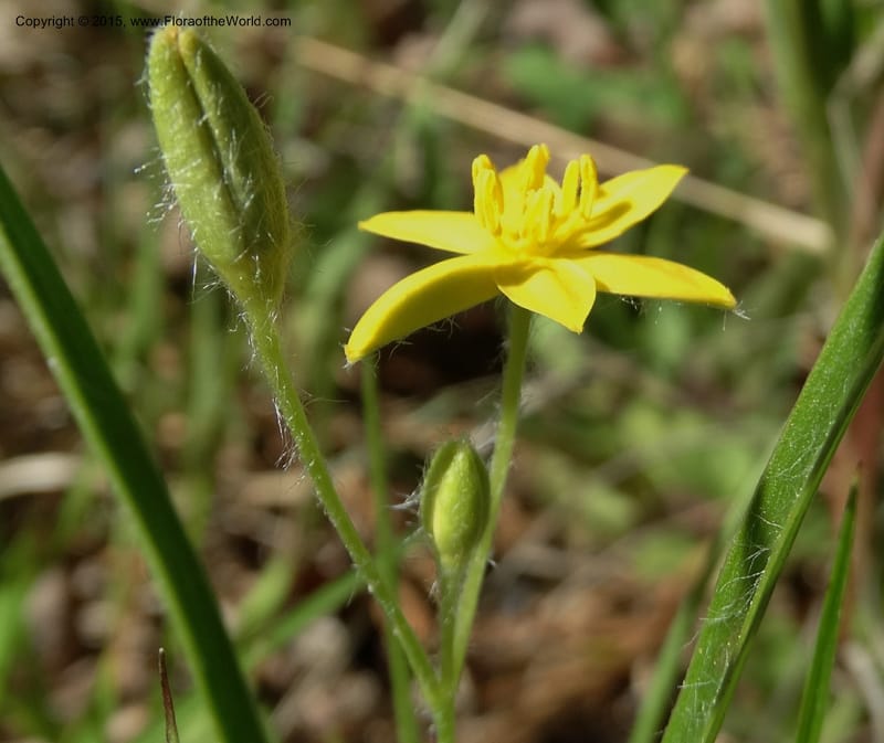 Hypoxis hirsuta, Davidson, C 12977--North Carolina. Clay Co. Buck Cr. 13 May 2015. DSC04619 (137).JPG