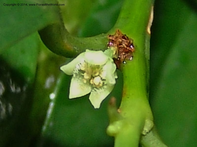 Heisteria, Leal, M 1192--Gabon. Prv. Ogooue-Iv. Lope, Ogooue Riv. 21 Apr 06. 224 (2).jpg