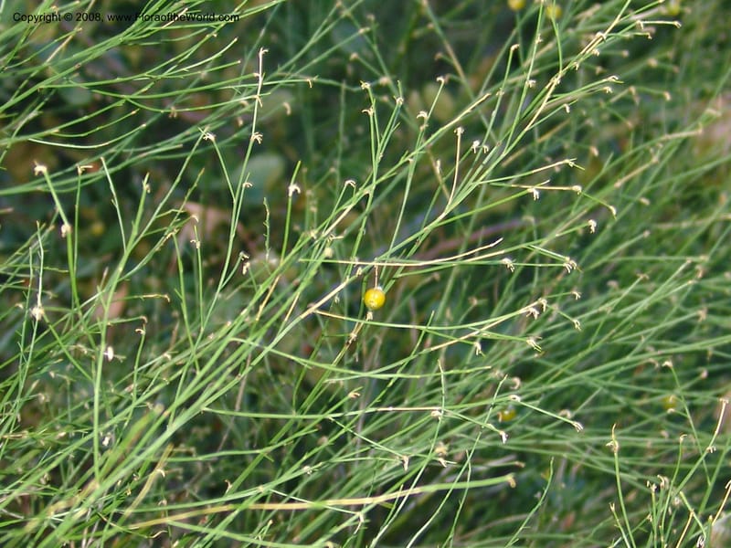 Asparagus virgatus--So.Africa. E. Cape. Joubert's Pass, SE of Lady Gray. 9 Mch 05. 313.jpg
