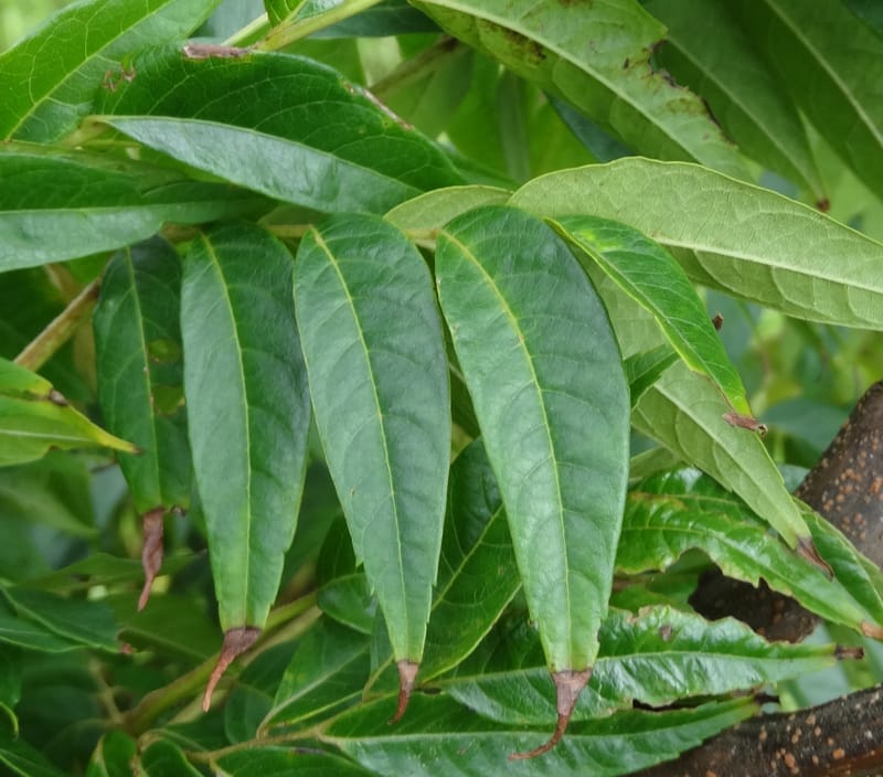 Kohlreuteria elegans, Lowry, P 7357A--Fiji. Drekeki Riv. 5 Nov 2015. DSC09708 (17).JPG