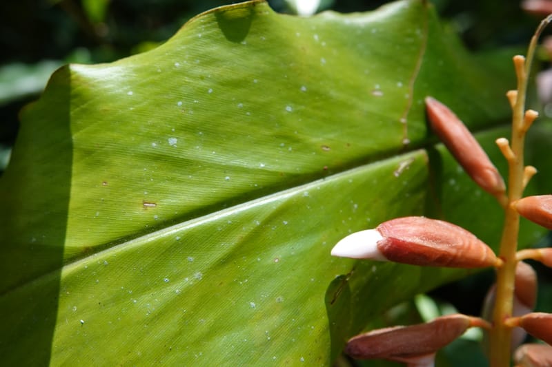 Alpinia blepharocalyx, D. Boufford 44112--China. Yunnan. Lao jun Shan. 30 Apr 2018. DSC00424 (212).JPG