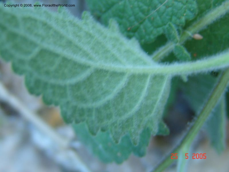 Verbascum arcturus--Crete. Ep. Kisamos. Sirikari Gorge. 25 May 05. 362.jpg