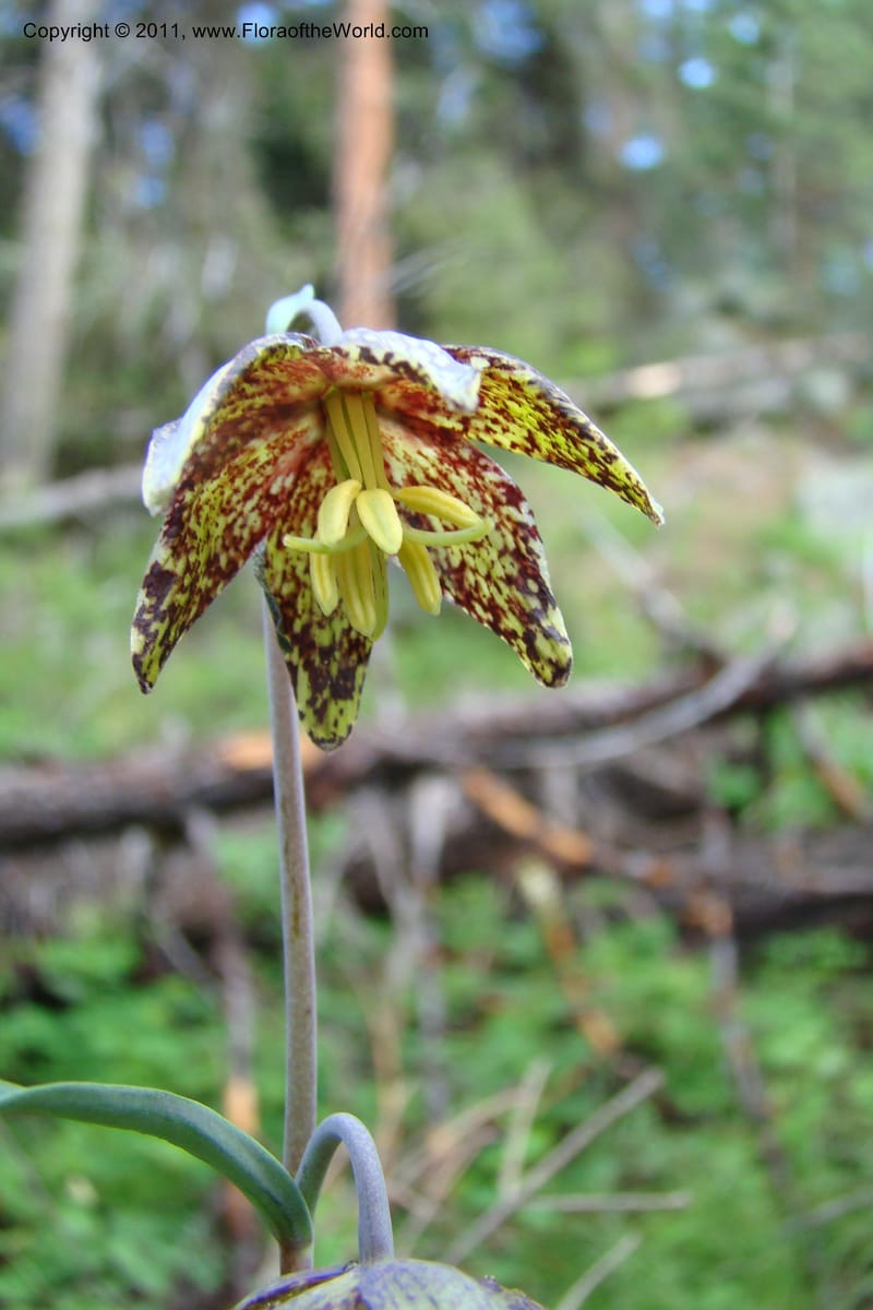 Fritillaria atropurpurea, C. Davidson 11437--Idaho. Valley Co. Payette Lake. Sylvan Beach. 7 June 2009. 047.jpg