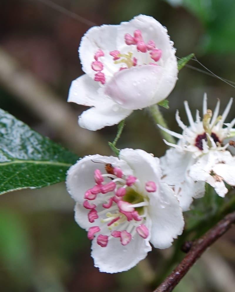 Crataegus mexicana, Gomez-Dominguez, H 3764--Mexico. Chiapas. Las Ollas between San Cristobal and Tenejapa. 16 Mar 2017. (27).JPG