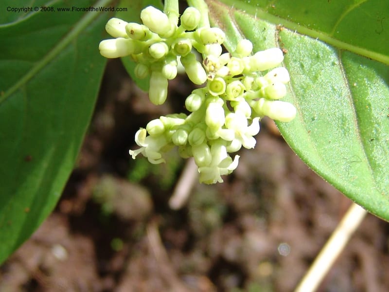 Psychotria. GSimon1479--Tanz. Ulanga Dist. Miombo. Ca. 10 km N of Mahenge. 18 Feb 06. 224.jpg