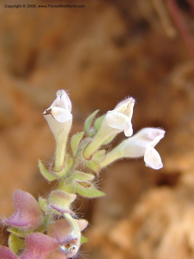 Scutellaria sieberi--Crete. Ep. Kydonia. Akrotiri. Trail Gouvernetos . 23 May 05. 067.jpg