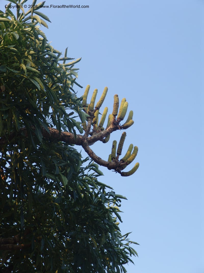 Cussonia spicata--So.Africa. Mpumal. Buffelskloof Private Nat. Res. 17 Mch 05. 338.jpg