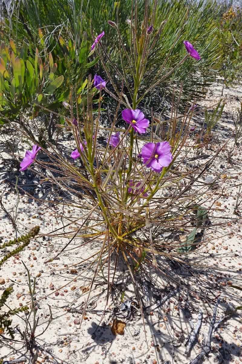 Byblis lamellata, Davidson, C 13426--Australia. W.A. Green Head-Coorow Rd. Stop 2. 24 Oct 2016. DSC04873 (47).JPG