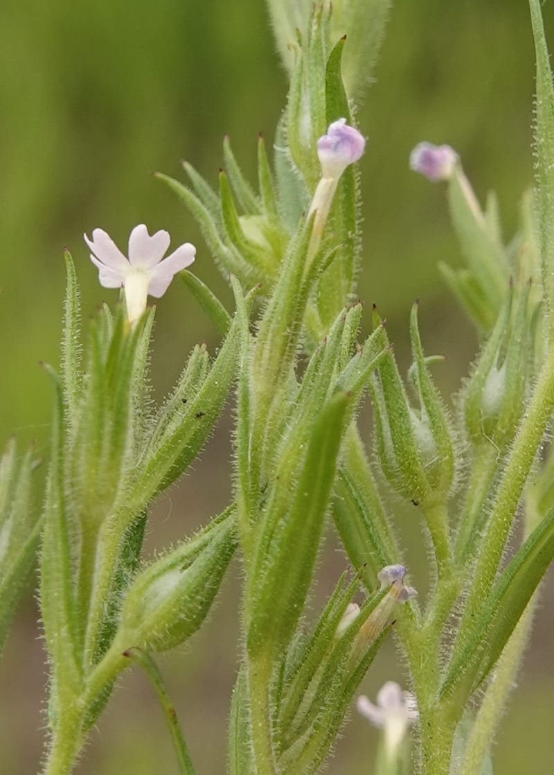 Microsteris gracilis, C. Davidson 13756--Oregon. Wallowa Co. Zumwalt.Trail Cr. Rd. 4 Jun 2018. DSC04078 (234).JPG
