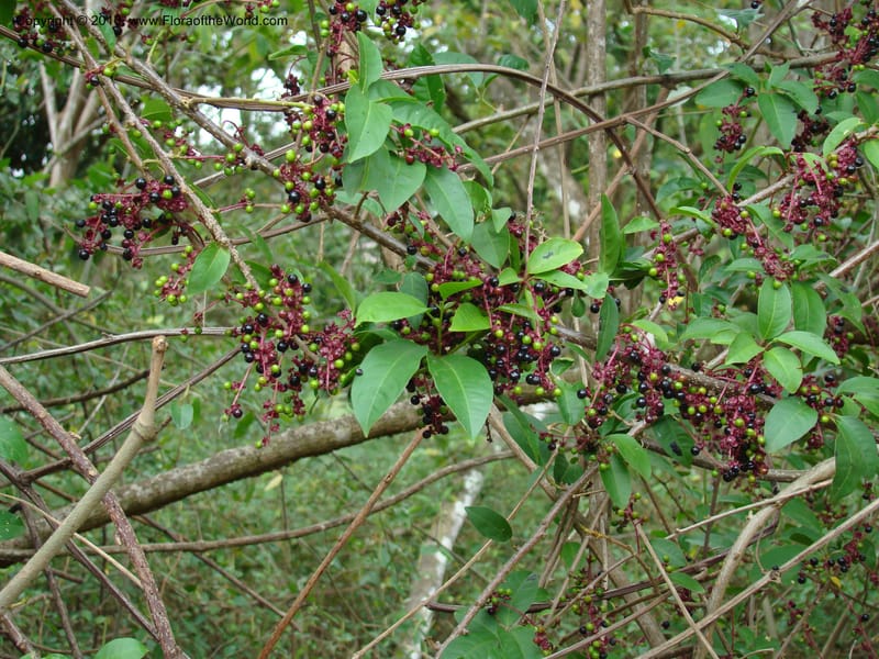 Trichostigma octandrum, B. Hammel 24628--Costa Rica. Prov. Puntar. Rio Cuarro. 10 Apr 08. 025.jpg