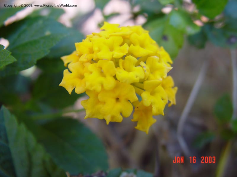 Lantana montevidense--FL. Fairchild Tropical. Garden. 15 Jan 03. 147.jpg