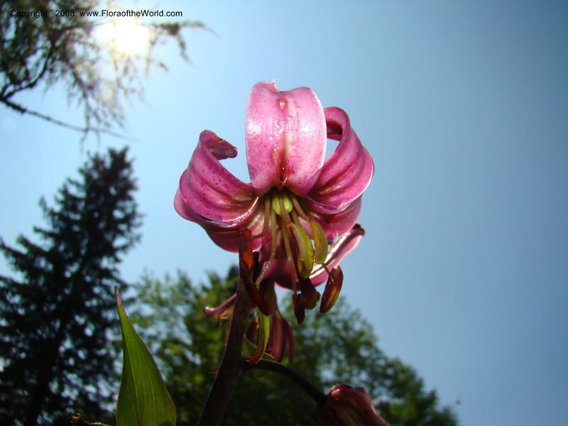 Lilium martagon, CDavidson11254--Slovenia. Gorenska Reg. Velika Planina. 6 Jul 08. 138.jpg