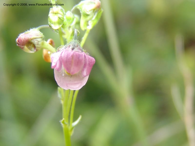 Nemesia fruticans--So.Africa. Mpmal.R37 to Lydenburg. 16 Mch 05. 046.jpg