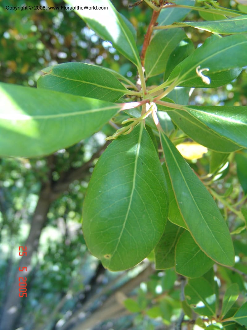 Arbutus unedo--Crete. Ep. Kisamos. Sirikari Gorge. 25 May 05. 314.jpg