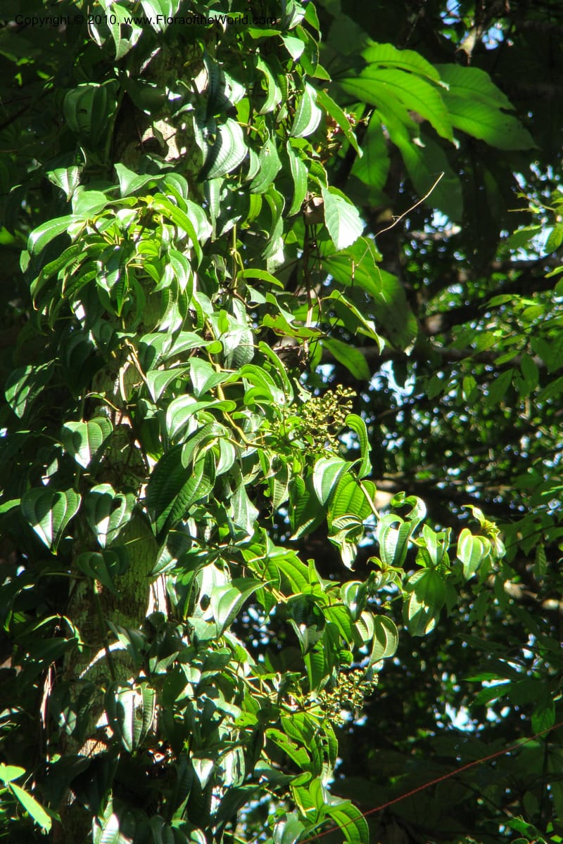 Adelobotrys adscendens, Mori 27362--French Guiana. E of Cacao, road to water reserve. 1 Nov 09. 164.jpg