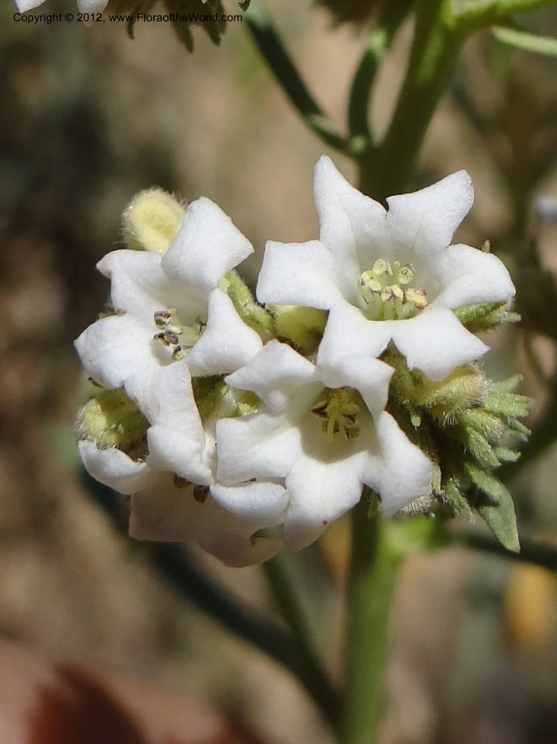 Eriodictyon angustifolium, Davidson, C 11943--AZ. Yavapai Co. Crown King Rd. 7 May 2012. DSC0894 1 (92).JPG