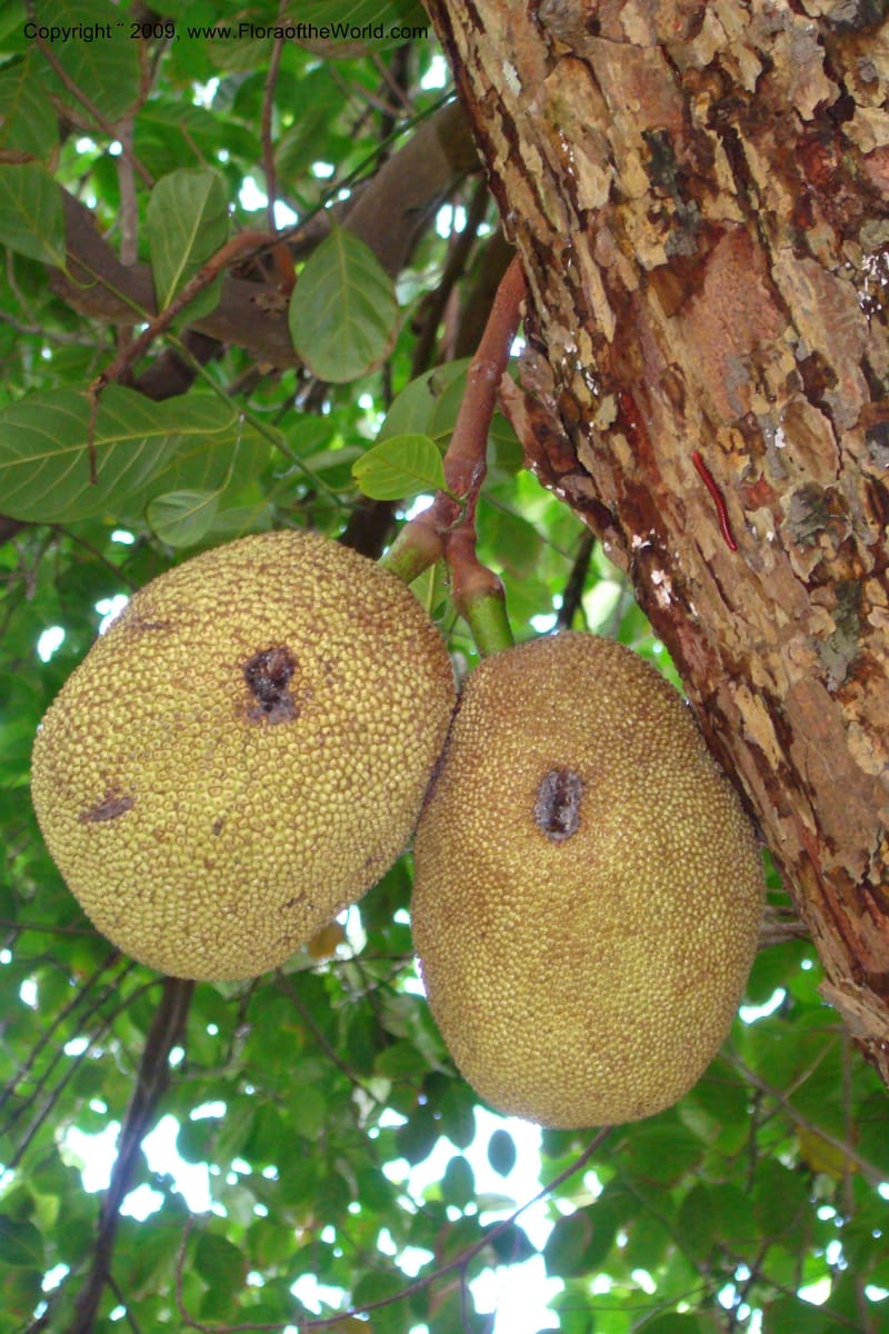 Artocarpus heterophyllus--South Africa. Durban Botanical Garden. 30 Jan 09. 318.jpg