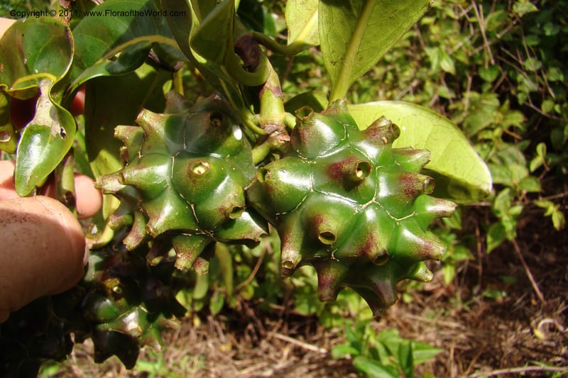 Morinda rigida, Razafindraibe 207--Madagascar. Prov. Fianarantsoa. RN 12. 14 Jan 09. 274 (12).jpg