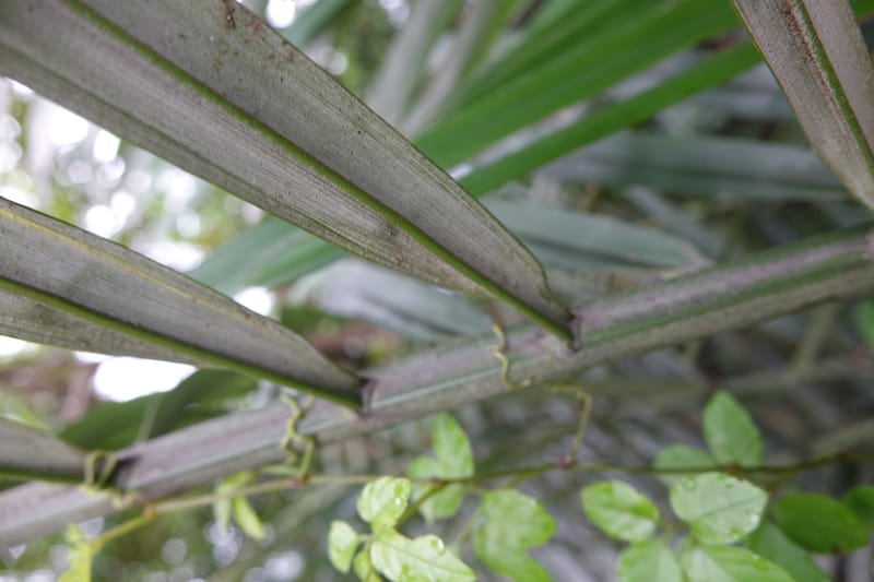 Arenga engleri, not collected--Taiwan. Hodong Village. Jinzibei Historical Trail. 19 May 2016.  (93).JPG
