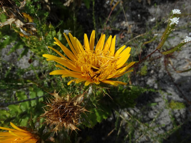 Berkheya barbata, Davidson, C 12314--South Africa. Western Cape. E. side, Fernkloof. 24 Jan 2014. DSC01799 (74).JPG