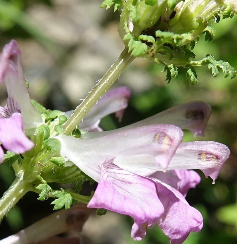 Pedicularis pseudomelampyriflora, C. Davidson 13757--China. Sichuan. Yibailingba-gou. 12 Aug 2017. DSC04660 (593).JPG