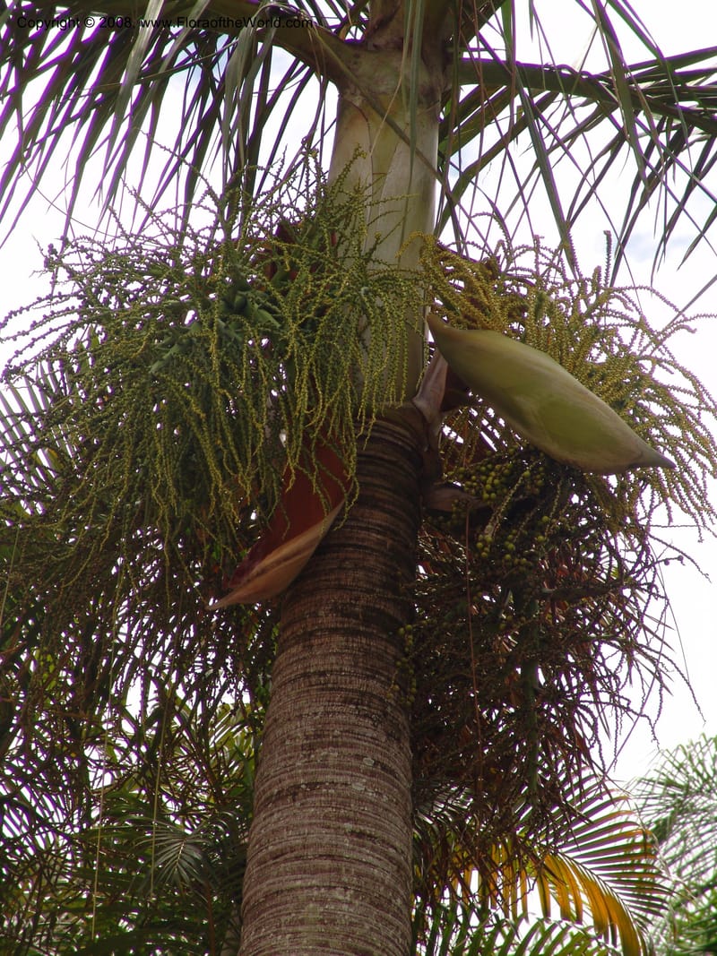 Dypsis descipiens--Madag. Antananarivo. Parc Bot. Zool. Tsimbazaza. 25 Jan 06. 130.jpg