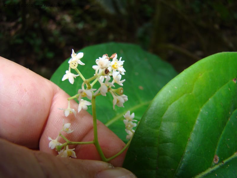 Nectandra purpurea, B. Hammel 24683--Costa Rica. Prov. Limon. Selva Bananito Lodge. 13 Apr 08. 229 (6).jpg