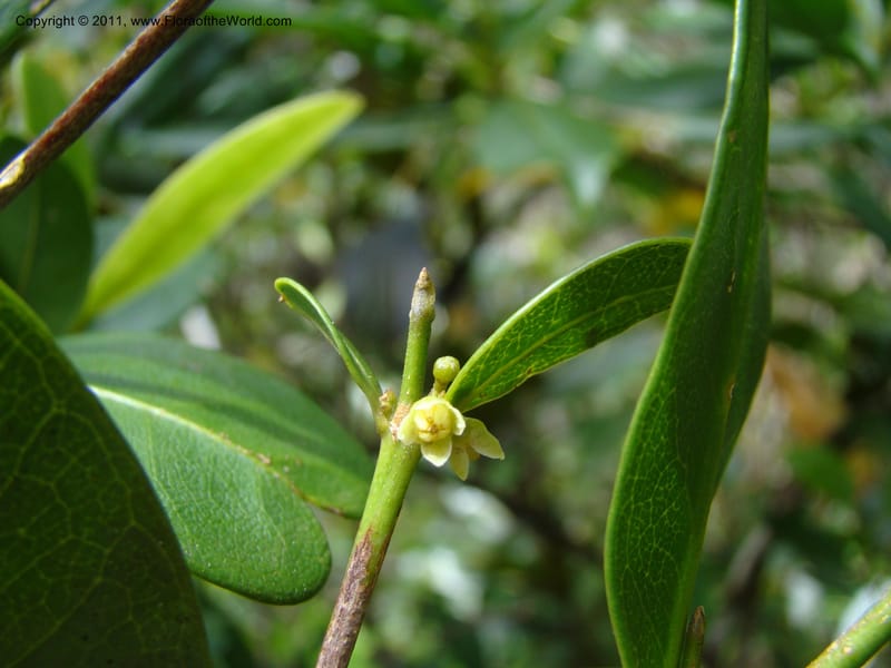 Medicosma,  Munzinger, J 4812--New Caledonia, Prov du Nord, Plateau de Poro, 16 Nov 2007, 011 (6).jpg