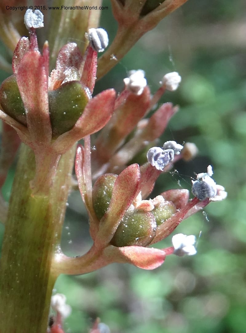 Helonias bullata, Not collected--North Carolina. Trans. Co. W Cradle of For. 11 May 2015. DSC03837 (96).JPG