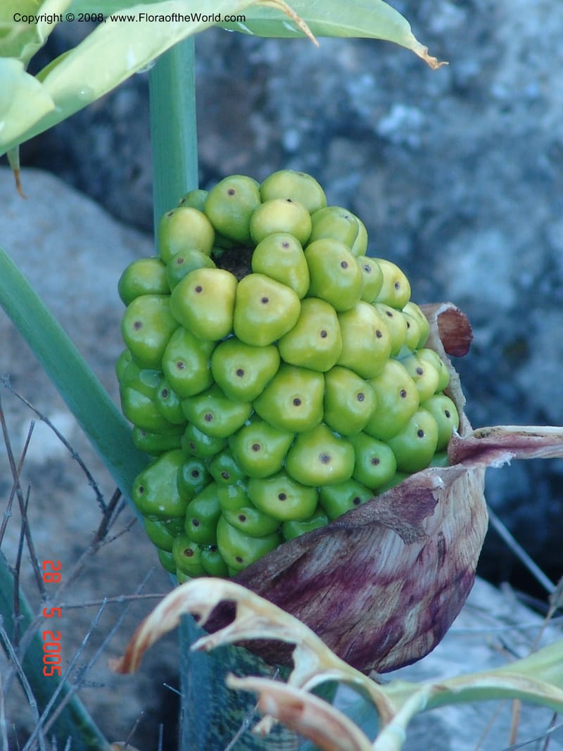 Arum concinnatum cf--Crete. Phenix trail, W of Loutro. 28 May 05. 035.jpg