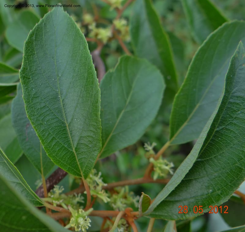 Actinidia lanceolata, Li Pan 1205287--China, Zhiyuan,ShunXi, 28 May 2012 331 (10).JPG