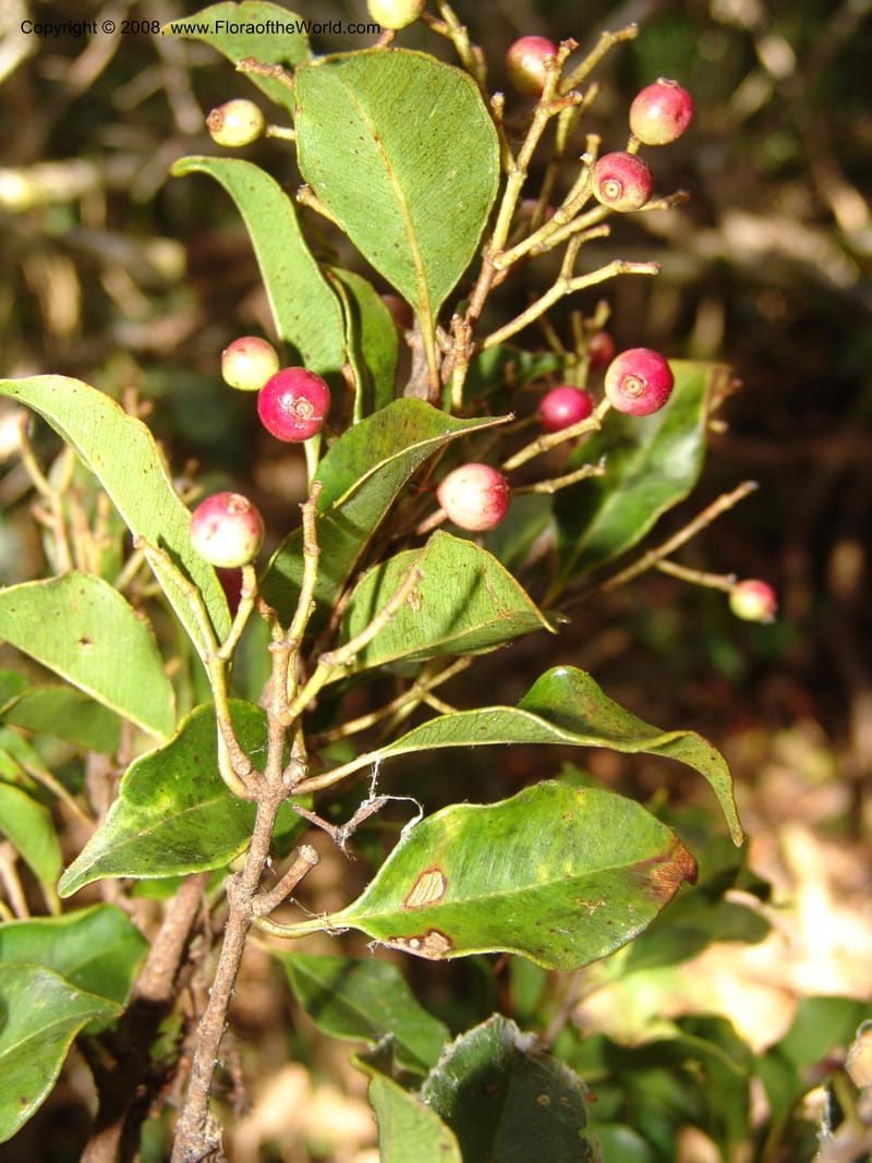 Syzygium, ZRogers1200--Madag. Anjozorobe, Aire Protegee, E Antsahabe. 17 Nov 06. 193.jpg