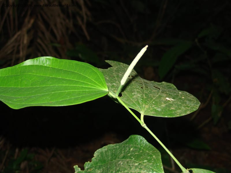 Piper reticulatum, AAraujoM1603--Bolivia. Pq. Nac. Madidi. Laguna Chalalan. 26 Nov 04. 747.jpg
