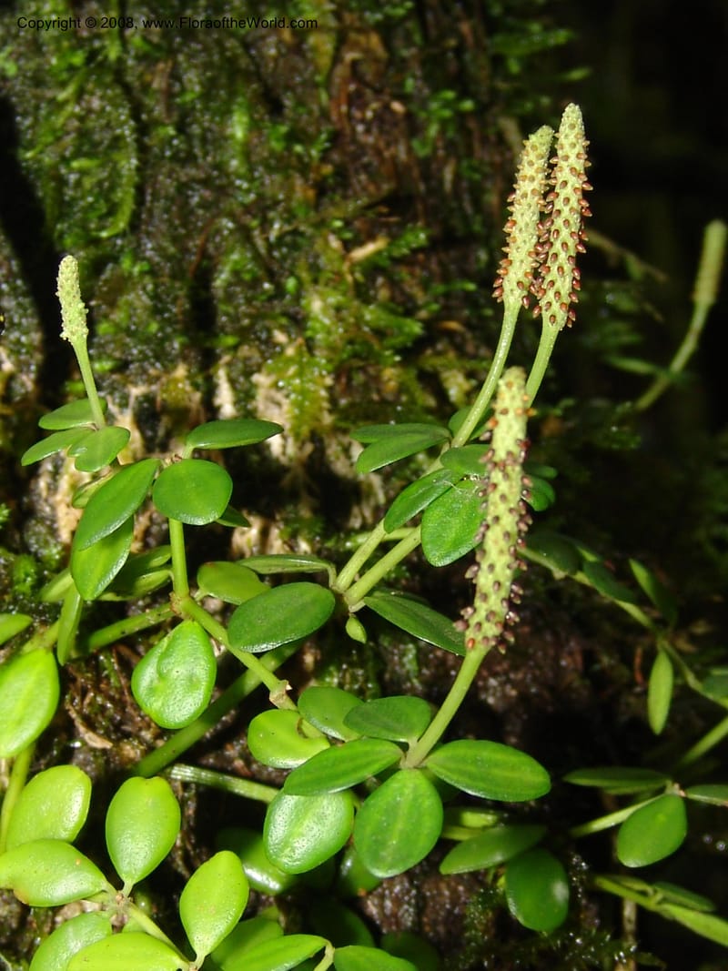 Peperomia tetraphylla--So.Africa. E. Cape. Waringham Farm, Quanti Area, Stut. 8 Mch 05. 212.jpg