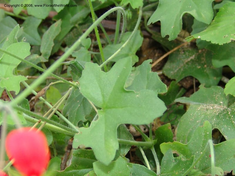 Pelargonium tongaense-- So. Africa. Lowveld Nat. Bot. Gard. 14 Mch 05. 045.jpg