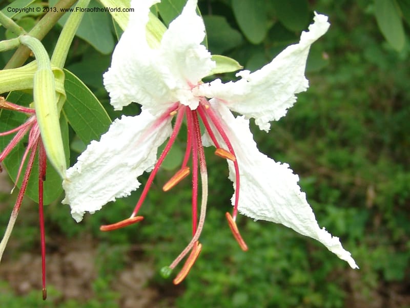 Bauhinia petersiana ssp macrantha--So.Africa. Lowveld Nat. Bot. Gard. 2. 14 Mch 05. 138.jpg