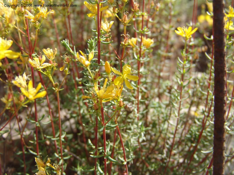 Hypericum empetrifolium ssp empetrifolium--Crete. Ep. Apokoronos. Roadside, ca. Douliana. 23 May 05. 009.jpg