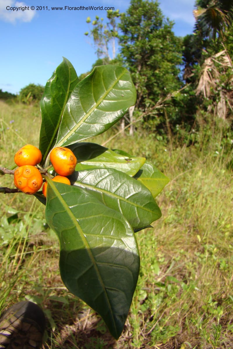 Morinda, Razafindraibe 206--Madagascar. Prov. Fianarantsoa. RN 12. 14 Jan 09. 292 (6).jpg