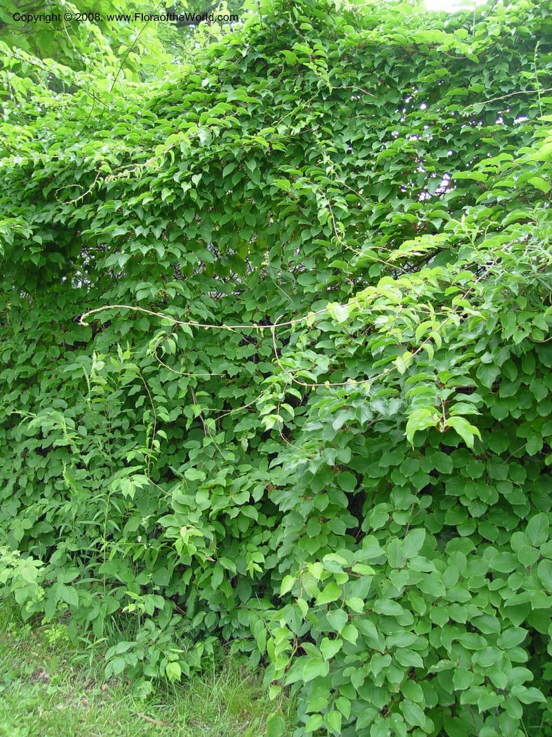 Actinidia arguta, 57-48-B--MA. Arnold Arboretum. 30 Jun 03. 008.jpg